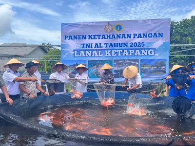Wujud Nyata Kepedulian TNI AL untuk Rakyat,Lanal Ketapang Gelar Panen Ketahanan Pangan